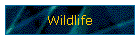 Wildlife