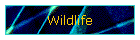 Wildlife